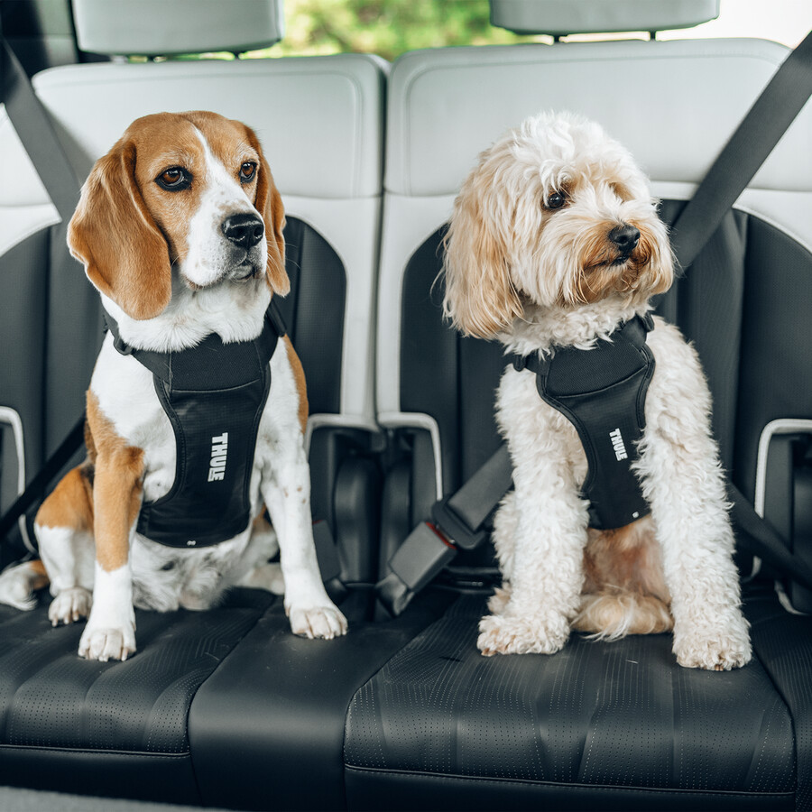 pettorina per auto per cani m