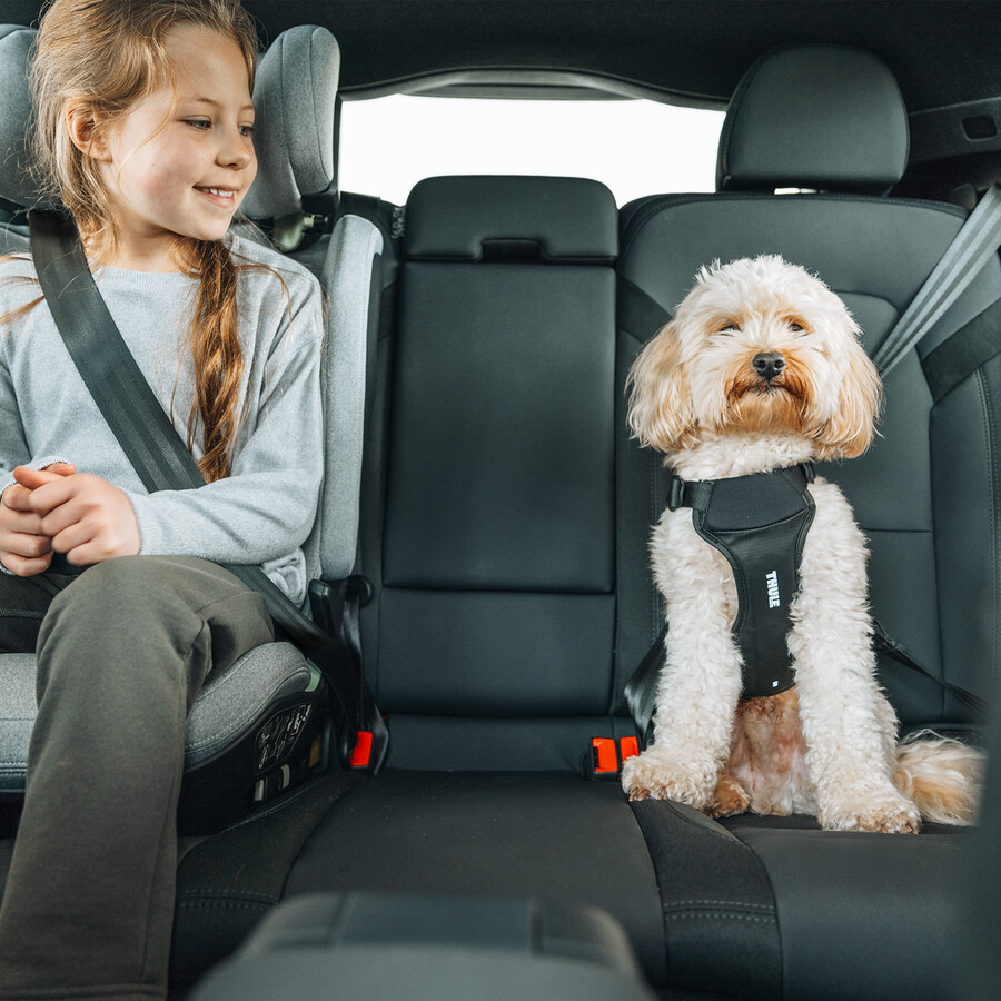 pettorina per auto per cani m