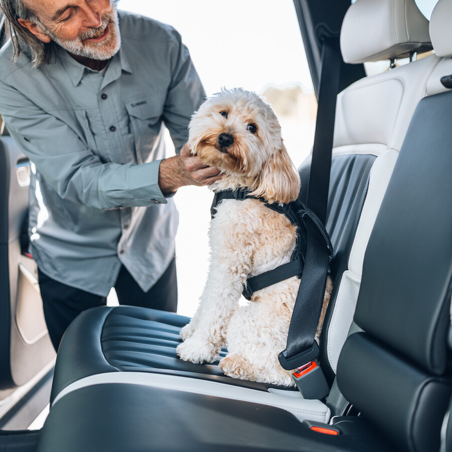 pettorina per auto per cani m
