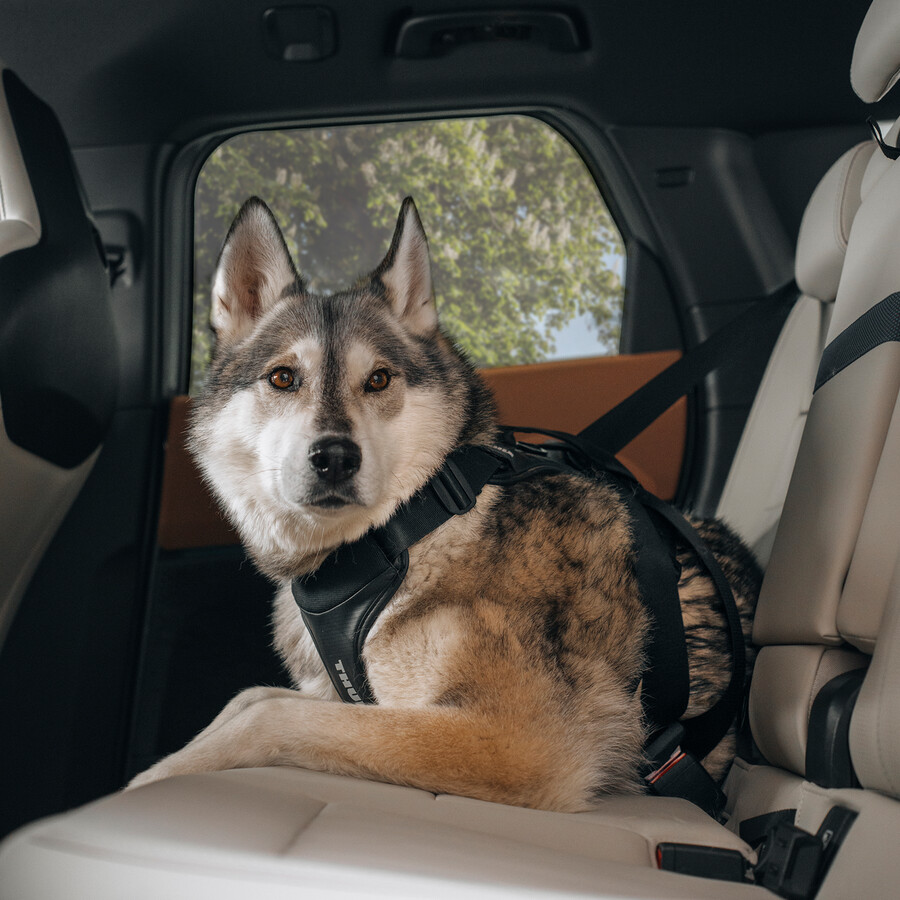 pettorina per auto per cani s